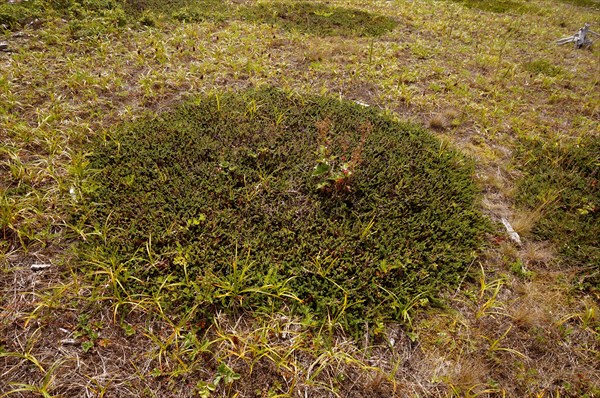 Пятна ягодника шикши